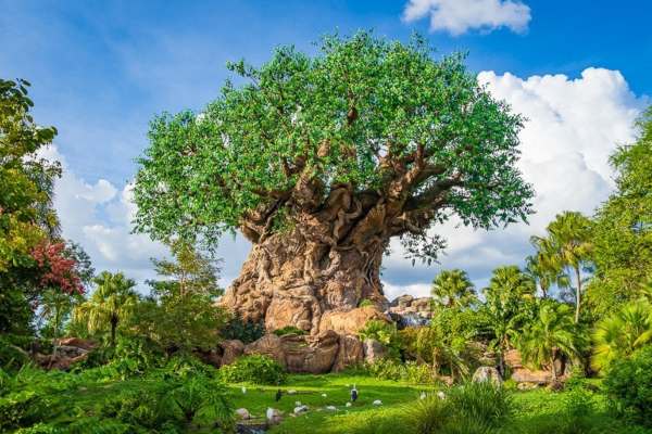 Disney's Animal Kingdom