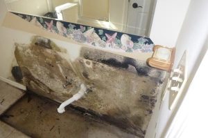 Mold Removal