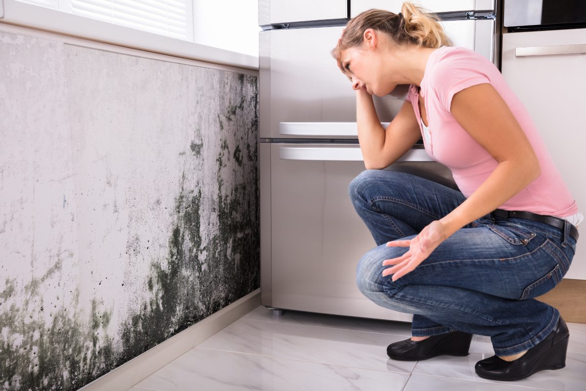 Black Mold Removal