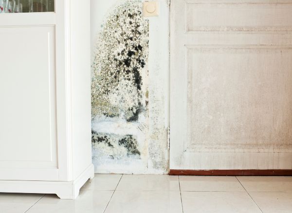 How-to-Spot-Signs-of-Mold