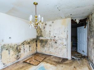 Using-Ozone-for-Mold-Remediation